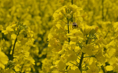 Wiosenne kwiaty rzepaku, olej