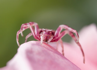 Crab spider on a leaf (Thomisidae)