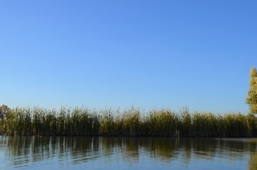 Fototapeta na wymiar River backwater and reeds