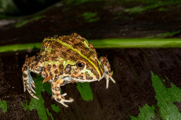 Ornate Pacman Frog on green plant
