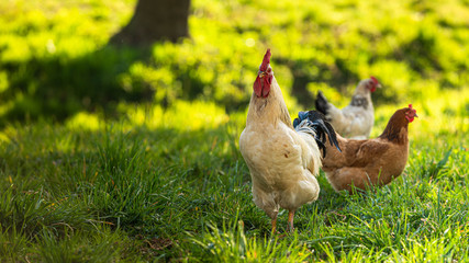 Fototapeta Kogut i dwie kury na trawie o poranku obraz