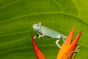 Veiled Chameleon on a tropical Plant