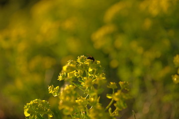 Wolfskraut mit Fliege makro close up