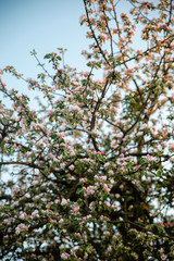 Apple flower blossom