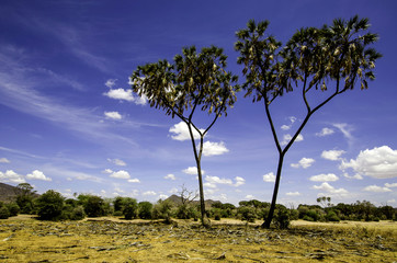 Fototapeta premium Samburu Nationalpark Kenya