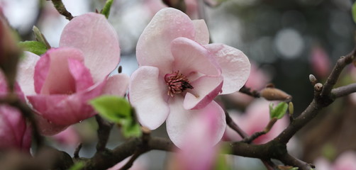 Magnolia bush flower on a rainy spring day