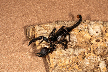 Large Venomous Forest Black Scorpion