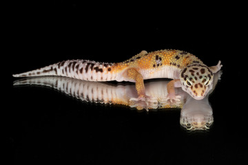 Fototapeta na wymiar Leopard Gecko with reflection from mirror