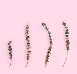 Beautiful green branches of dry eucalyptus on pink paper background.