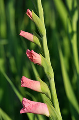 Obraz premium Summer gladiolus bloom