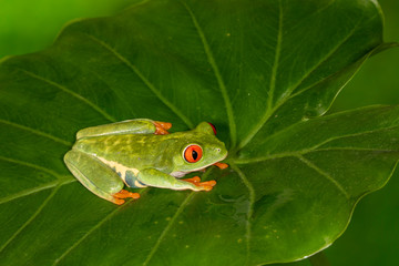 Red-eyed Green Tree Frog on Tropical Plant	
