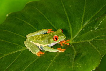 Red-eyed Green Tree Frog on Tropical Plant	