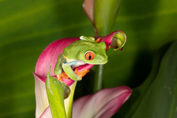Red-eyed Green Tree Frog on Tropical Plant	