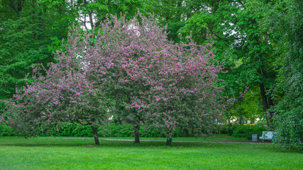 Public park with blooming trees on a background of greenery.
