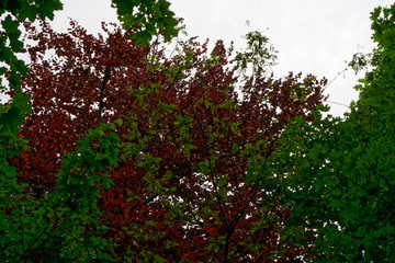 Green leaves on a tree