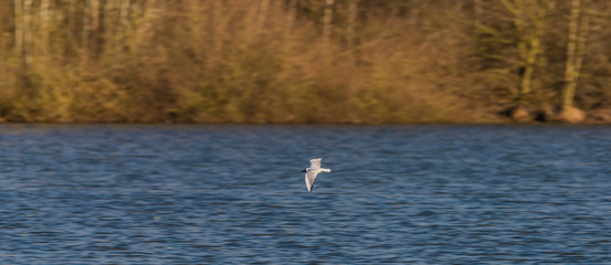 Sea gulls over Vrbenske ponds in spring blue sky day