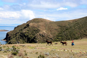 Donkeys in the moutains