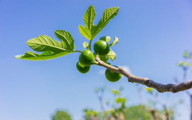 Ficus carica