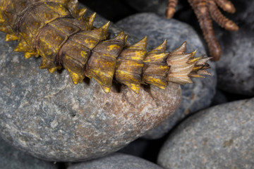 Yellow Saharan Yellow Uromastyx Lizard 