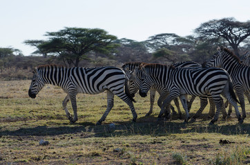Obraz na płótnie Canvas Zebras in freier Wildbahn