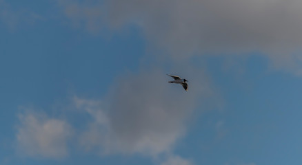 Sea gulls over Vrbenske ponds in spring blue sky day