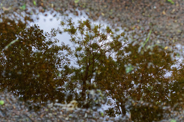 Mirroring tree in water