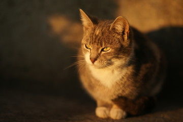 Cute ash cat sitting outdoors at sunset. Pet portrait