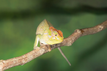 Cute Green Veiled Chameleon on plant	
