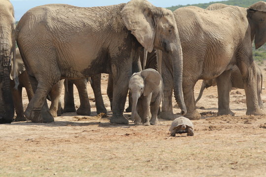 Elefantenbaby mit Schildkröte oder unter Riesen