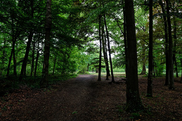 Shady wood path