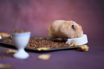a peach-colored hamster on a purple background, with buckwheat and dry leaves scattered around