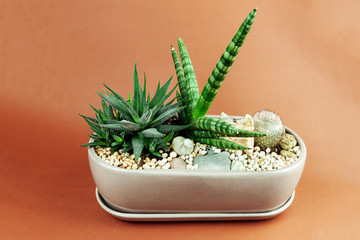 cacti in a pot with decorations