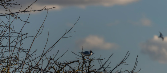 Sea gulls over Vrbenske ponds in spring blue sky day