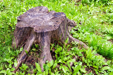 stump of a cut tree