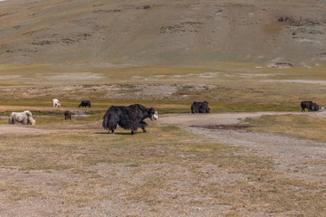 Yak pastures of Mongolia. High in the mountains.