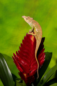 Dwarf Fischer's Chameleon