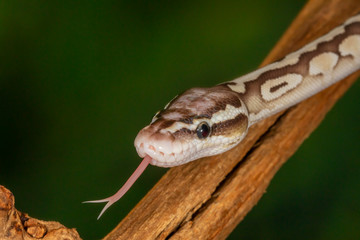 White and brown juvenile Ball Python