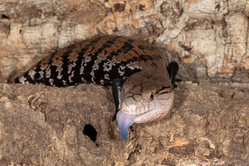 Juvenile Merauke Blue Tongue Skink