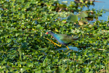 Purple Gallinule in a Florida Wetland
