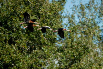 A flock of Black-bellied Whistling Ducks