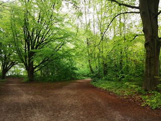 Lush green forest in spring background