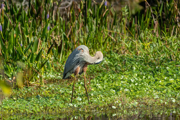Great Blue Heron in a Florida Wetland