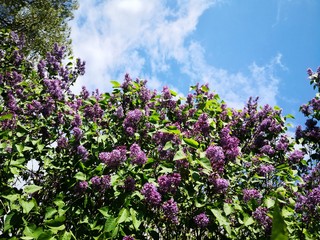 Obraz premium Purple lilac blossoms springtime background with blue sky and wispy clouds, copy space