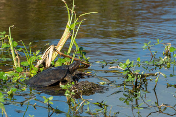 Florida Soft shell Turtle in Marsh