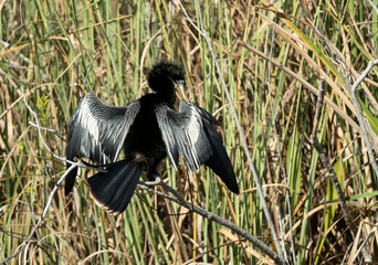 Anhinga in Florida Marsh Area
