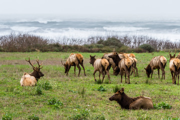 Naklejka na ściany i meble Elk at the Coast