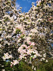 cherry blossoms springtime background with blue sky and wispy clouds, copy space