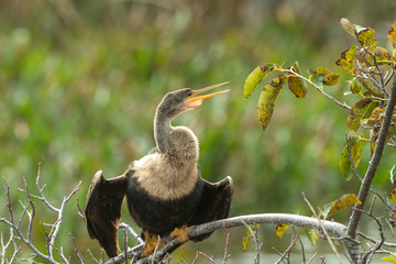 Anhinga in Florida Marsh Area