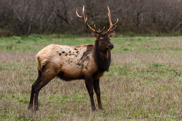 Elk at the Coast