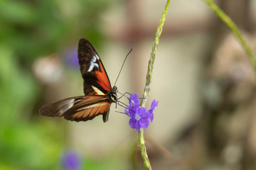 beautiful Butterfly in nature park in Florida